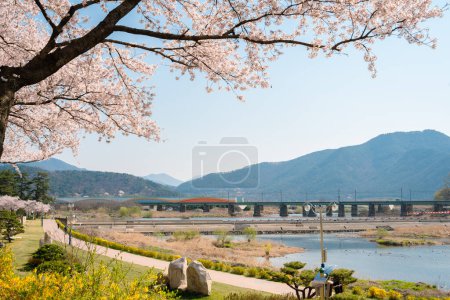 Vue du parc de la rivière Miryang avec des fleurs de cerisier à Miryang, Corée