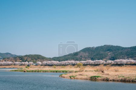 View of Miryang River park with cherry blossoms in Miryang, Korea