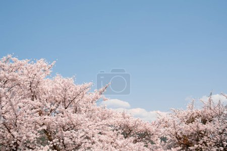 Fleurs de cerisier avec ciel bleu à la forteresse Miryang Eupseong à Miryang, Corée