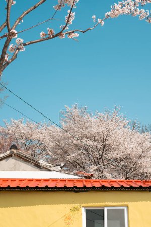 Maison de fleurs de cerisier à Miryang, Corée