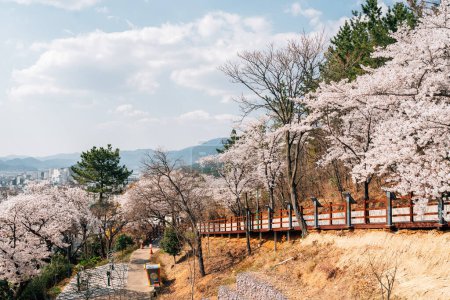 Moonlight Ssamji park cherry blossoms street in Miryang, Korea
