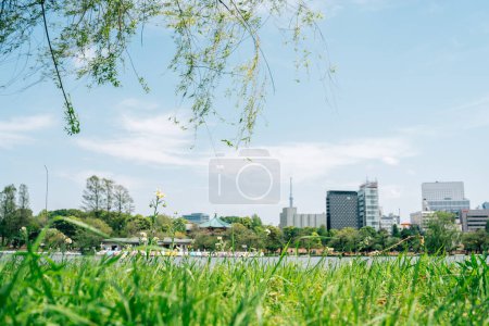 Spring of Ueno Park Shinobazu Pond in Tokyo, Japan