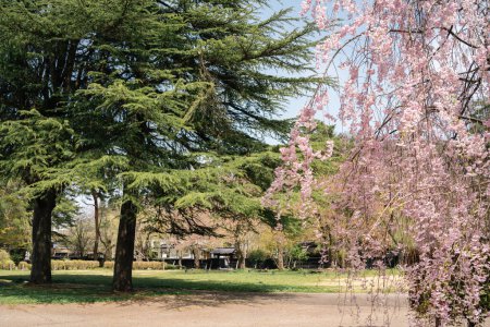 Frühling von Kakunodate Samurai Residenz Straßenpark in Akita, Japan