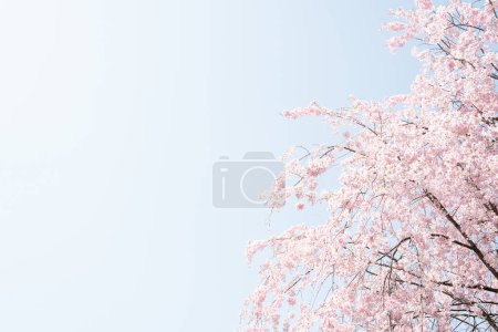 Fleurs de cerisier à Kakunodate à Akita, Japon