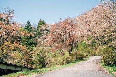 Kakunodate Castle forest cherry blossoms road en Akita, Japón