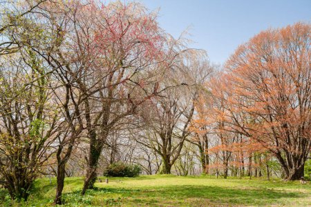 Kakunodate Castle cherry blossoms forest in Akita, Japan