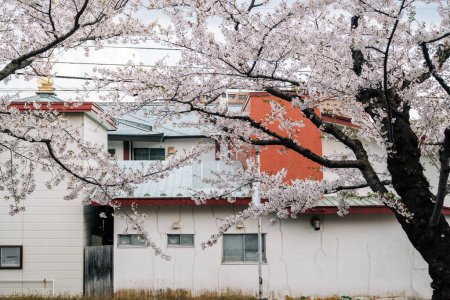Casa retro y flores de cerezo en Hakodate, Hokkaido, Japón
