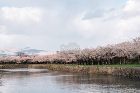 Parque Goryokaku con flores de cerezo en Hakodate, Hokkaido, Japón