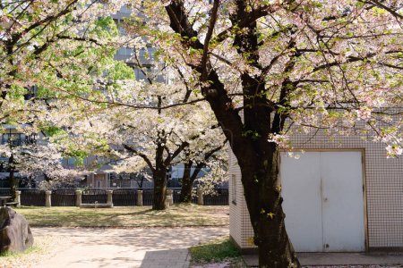 Photo for Tenjin Central Park spring cherry blossoms in Fukuoka, Japan - Royalty Free Image