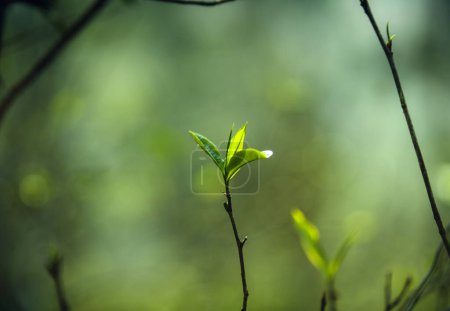 Foto de Fresh green tea leaves in nature,spring - Imagen libre de derechos