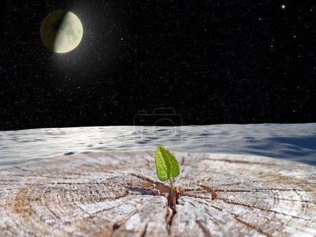 Photo for Small leaf of felled tree with a view into open space. New life in universe. Life in space. Save planet. Survivor. Leaf growing in place of sawn tree. Ecological problems. Global problems of the Earth - Royalty Free Image