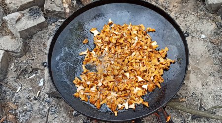 Photo for Process of cooking fried chanterelles. Wild mushroom dish. Cooking chanterelles on big pan. Forest dish. Cooking delicious dish of mushrooms. Fried chanterelles - Royalty Free Image