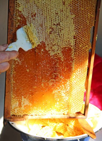 Foto de Recoger miel de panales con cera. Producción de miel. Producto de abeja. Azúcar natural. hombre recogiendo miel de panal. apicultura - Imagen libre de derechos