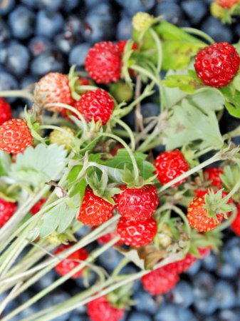 Photo for Berries of bilberry and wild strawberries. Ripe berries of bilberry and wild strawberries. Forest crop. Harvesting whortleberries. crop of bilberries and wild strawberries. Forest berries - Royalty Free Image
