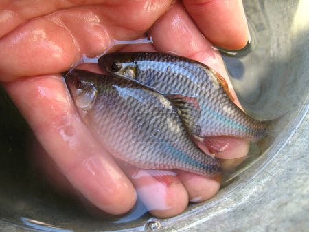 The Amur bitterling (Rhodeus sericeus) is small fish of the carp family on human palm. Ichthyology research. Small fishes Amur bitterling laying on in human hand. A pair of Amur bitterling