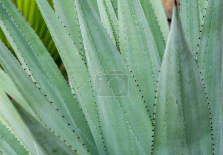 a close up macro image of green aloe Vera leafs desktop wallpaper background