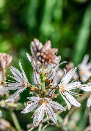 Foto de Una imagen de cerca de la apertura de la flor de asphodel blanco en el sol de la mañana. - Imagen libre de derechos