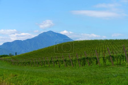 Photo for Landscape near Santa Giustina and Sedico, in Belluno province, Veneto, Italy, at summer - Royalty Free Image