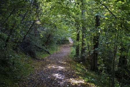 Foto de Path in the park of Lambro valley, Monza Brianza province, Lombardy, Italy, in October - Imagen libre de derechos