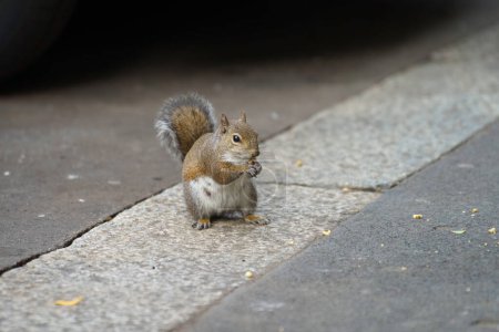 Téléchargez les photos : Un écureuil sauvage dans la via Emanuele Filiberto à Milan, Lombardie, Italie - en image libre de droit