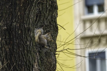 Téléchargez les photos : Un écureuil sauvage dans la via Emanuele Filiberto à Milan, Lombardie, Italie - en image libre de droit