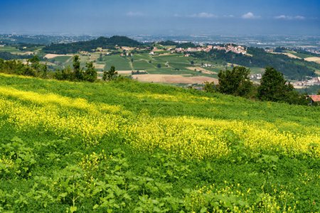Photo for Rural landscape on the Tortona hills, Alessandria province, Piedmont, Italy, at June - Royalty Free Image
