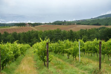 Foto de Viñedos de Chianti cerca de Montefioralle, provincia de Firenze, Toscana, Italia, en verano - Imagen libre de derechos