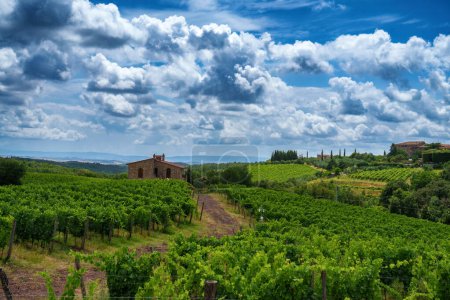Téléchargez les photos : Vignobles du Chianti près de Castelnuovo Berardenga, province de Sienne, Toscane, Italie, en été - en image libre de droit