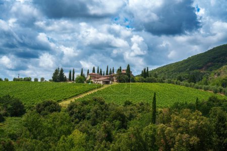 Foto de Viñedos de Chianti cerca de Castelnuovo Berardenga, provincia de Siena, Toscana, Italia, en verano - Imagen libre de derechos
