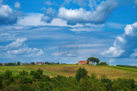 Téléchargez les photos : Vignobles du Chianti près de Castelnuovo Berardenga, province de Sienne, Toscane, Italie, en été - en image libre de droit