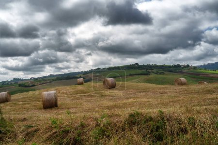 Téléchargez les photos : Paysage rural en Toscane, Italie, près de Torrita di Siena en été - en image libre de droit