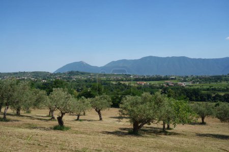Foto de Paisaje rural en Sannio, cerca de Cerreto Sannita, provincia de Benevento, Campania, Italia, en verano - Imagen libre de derechos