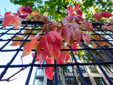 Rote Blätter entlang der Via Alberti in Mailand, Lombardei, Italien, im Herbst