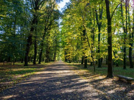 Une route dans le parc de Monza, Brianza, Lombardie, Italie, à l'automne
