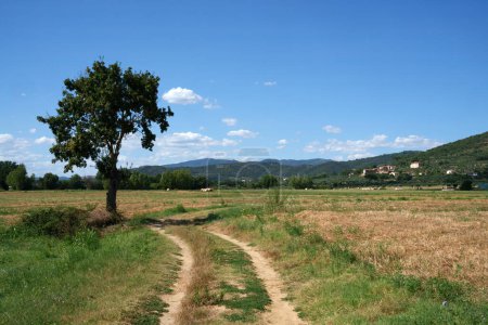Paisaje rural a lo largo de una carretera rural desde el lago Trasimeno a Cortona, provincia de Arezzo, Toscana, Italia, en verano