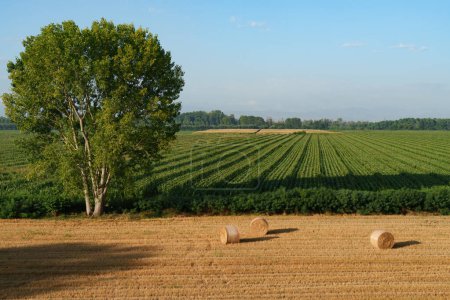 Paysage rural dans la province de Lodi, Lombardie, Italie, en été