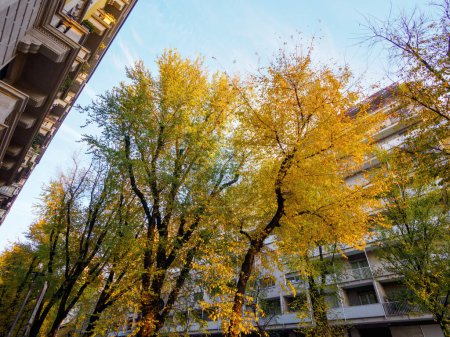 Téléchargez les photos : Arbres et bâtiments résidentiels le long de la via Emanuele FIliberto à Milan, Lombardie, Italie, à l'automne - en image libre de droit