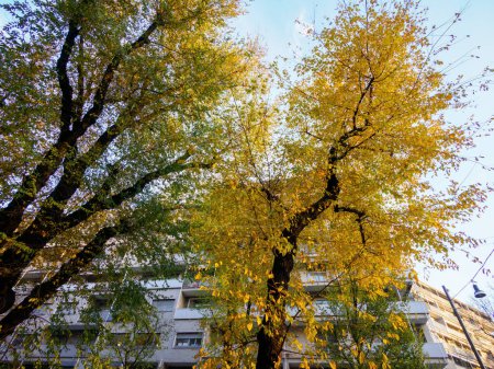 Bäume und Wohngebäude entlang der Via Emanuele FIliberto in Mailand, Lombardei, Italien, im Herbst