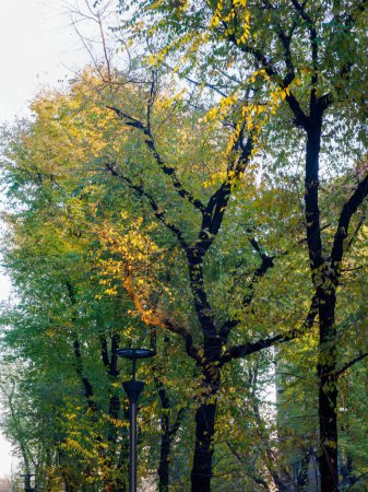 Bäume und Wohngebäude entlang der Via Emanuele FIliberto in Mailand, Lombardei, Italien, im Herbst
