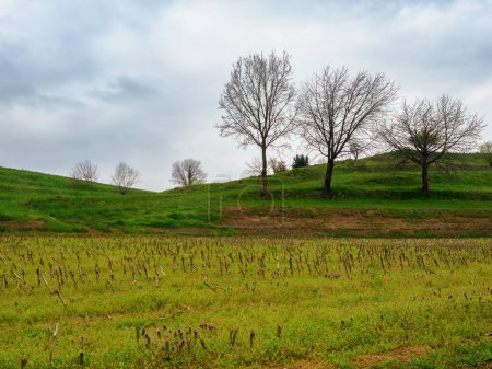 Paysage rural près de Lomagna et Valaperta, Brianza, province de Lecco, Lombardie, Italie, au printemps