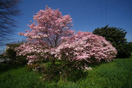 Trees with pink flowers in a park of Novedrate, Monza Brianza province, Lombardy, Italy, at springtime