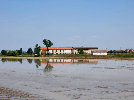Rice fields in Novara province, Piedmont, Italy, at springtime