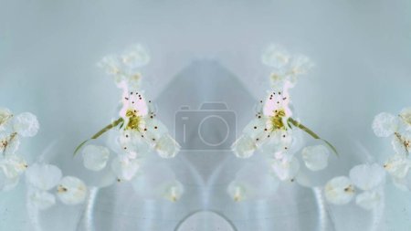 Apfelblüte. Florales Kaleidoskop. Defokussiert sanft organische weiße Blütenblätter Öl Wasser Textur Luft Kreis Licht Brechung abstrakt symmetrische Kunst Hintergrund.