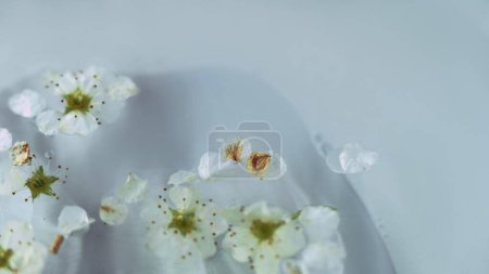 Blumiges Serum. Natürliches Wesen. Kräuter-Beauty-Spa. Defokussiert weiß Kirsche Apfel Blütenblätter Aroma Öl Wasser Oberfläche abstrakt Kopie Raum Hintergrund.