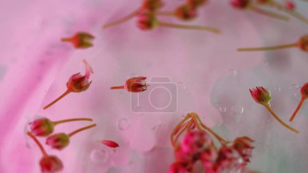 Rose buds water. Glossy paint. Defocused pink green color flowers particles petals float translucent bubbles liquid nature composition abstract art background.