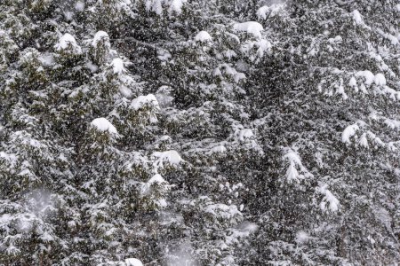 Photo for Snowflakes falling on snowy pine trees, during the winter snowfall. - Royalty Free Image