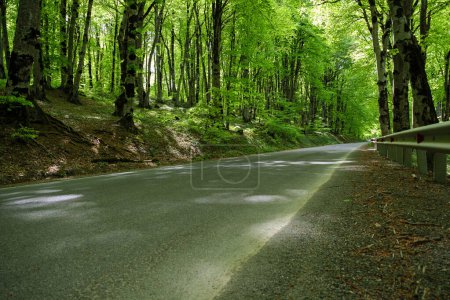 Eine ruhige, leere Straße führt durch einen üppig grünen Wald unter dem grellen Licht eines Sommermorgens und bietet eine friedliche und malerische Aussicht.