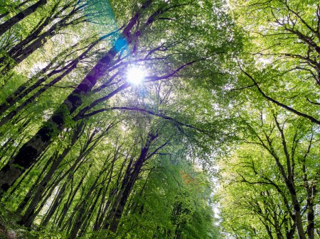 Sonnenlicht strahlt durch das Blätterdach eines lebendigen, grünen Waldes und schafft eine ruhige und friedliche Atmosphäre an einem Sommertag.