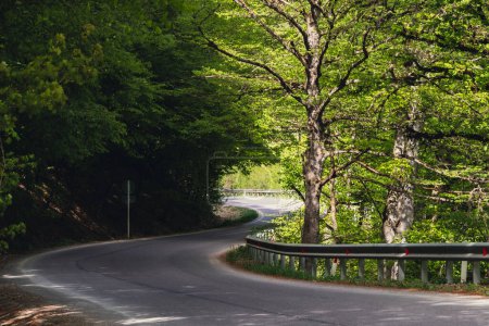 A winding road curves gracefully through a lush, sunlit forest with tall trees casting shadows on the pavement.