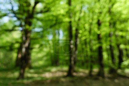 A blurred view of a dense forest with trees and fresh green foliage, creating a dreamy effect.